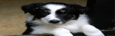 Welsh Collie Puppy 1