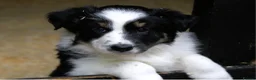 Welsh Collie dogs for sale: Three Welsh collie girls, rough coated - Advert 3