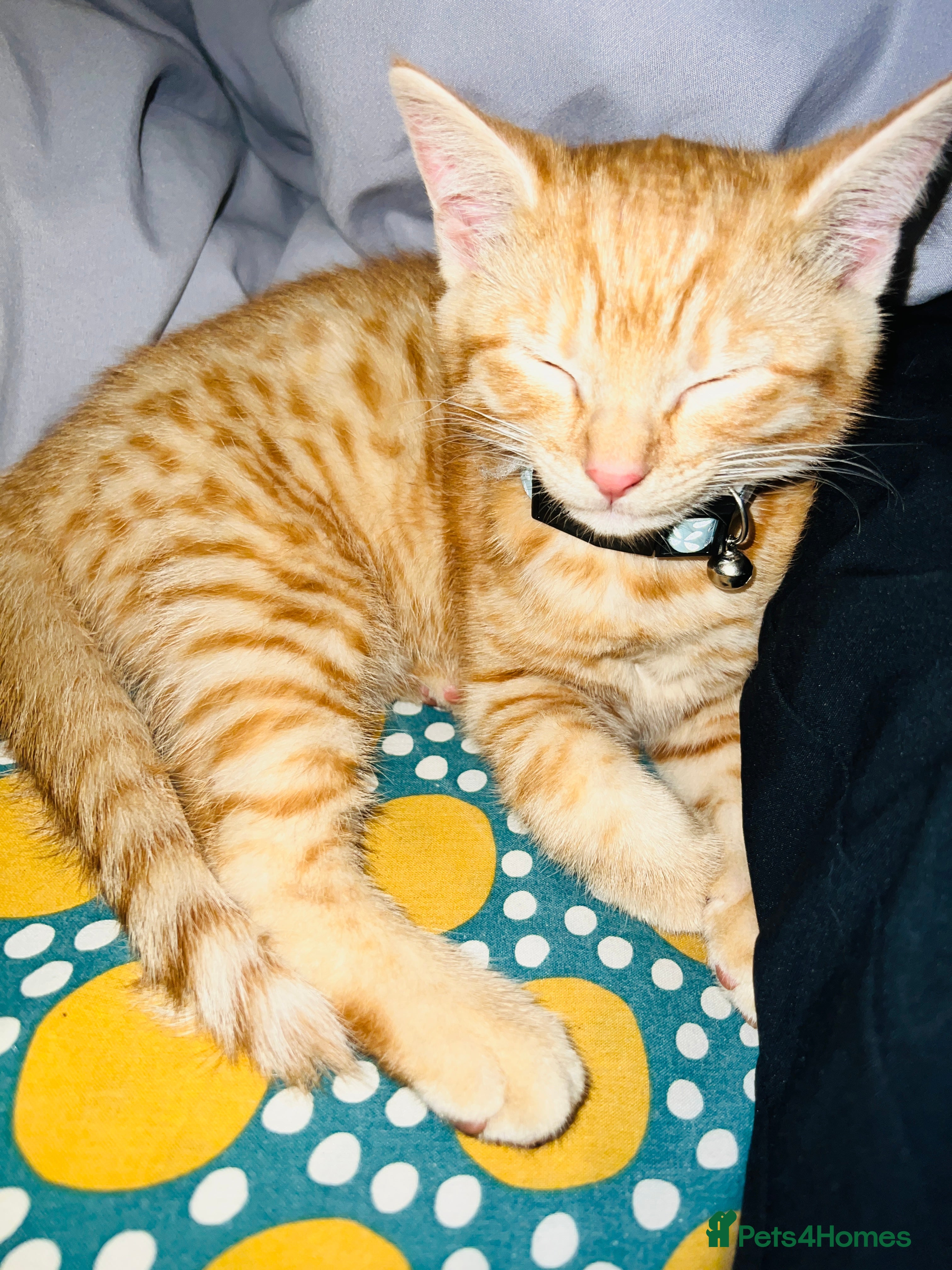 Mixed Breed cats male kitten - Advert 2