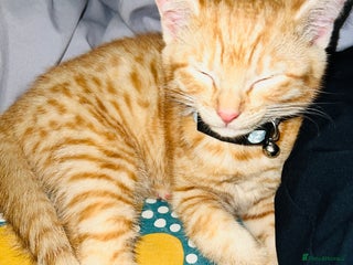 Mixed Breed cats male kitten - Advert 1