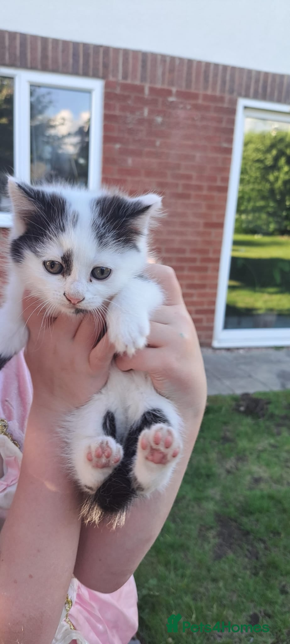 Mixed Breed cats for sale: The fluffiest bounciest kitten ever for sale!  - Advert 2