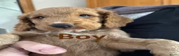 Cockapoo dogs for sale: Cockapoo Puppies, F2, Midlothian - Advert 22