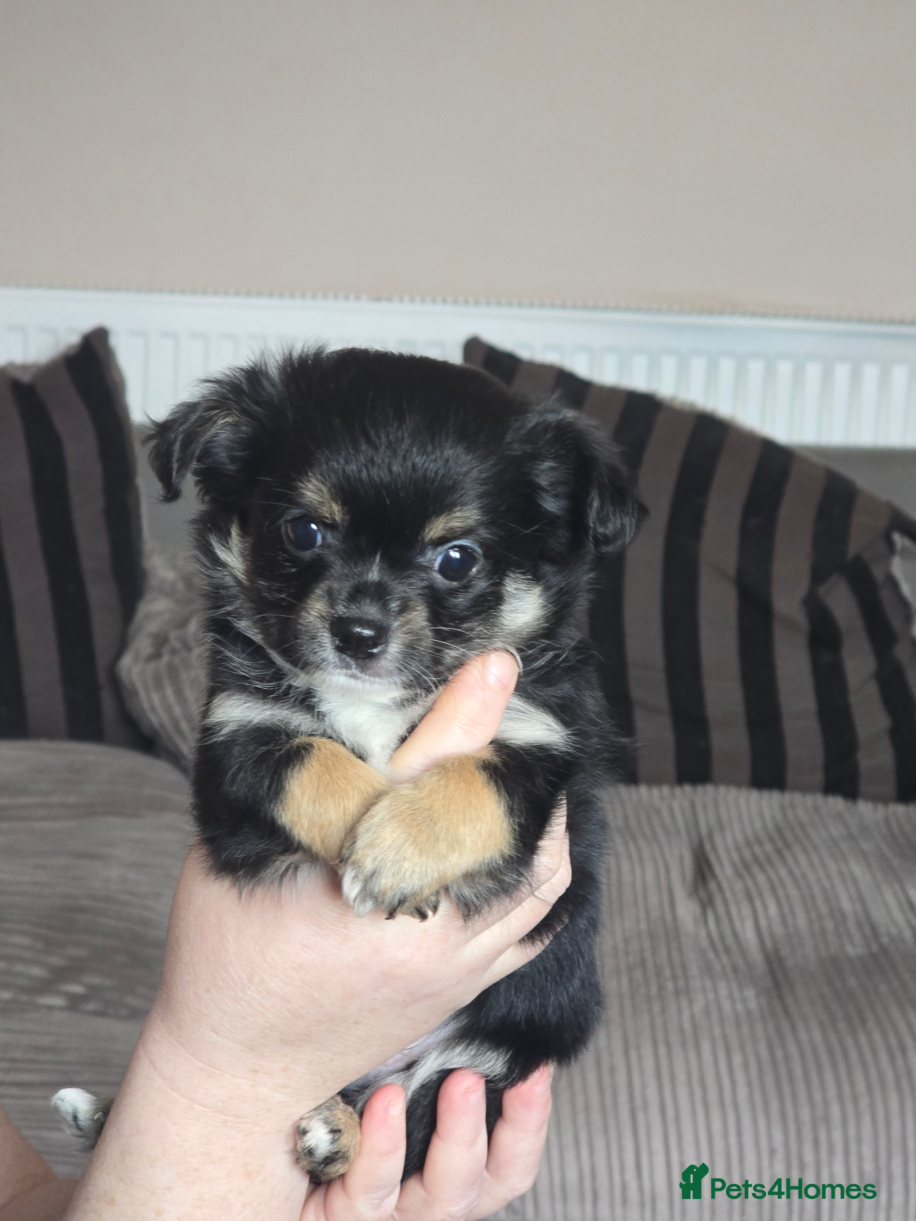 Chihuahua dogs Applehead Chihuhua puppy - Advert 1