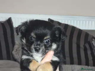 Chihuahua dogs Applehead Chihuhua puppy - Advert 1