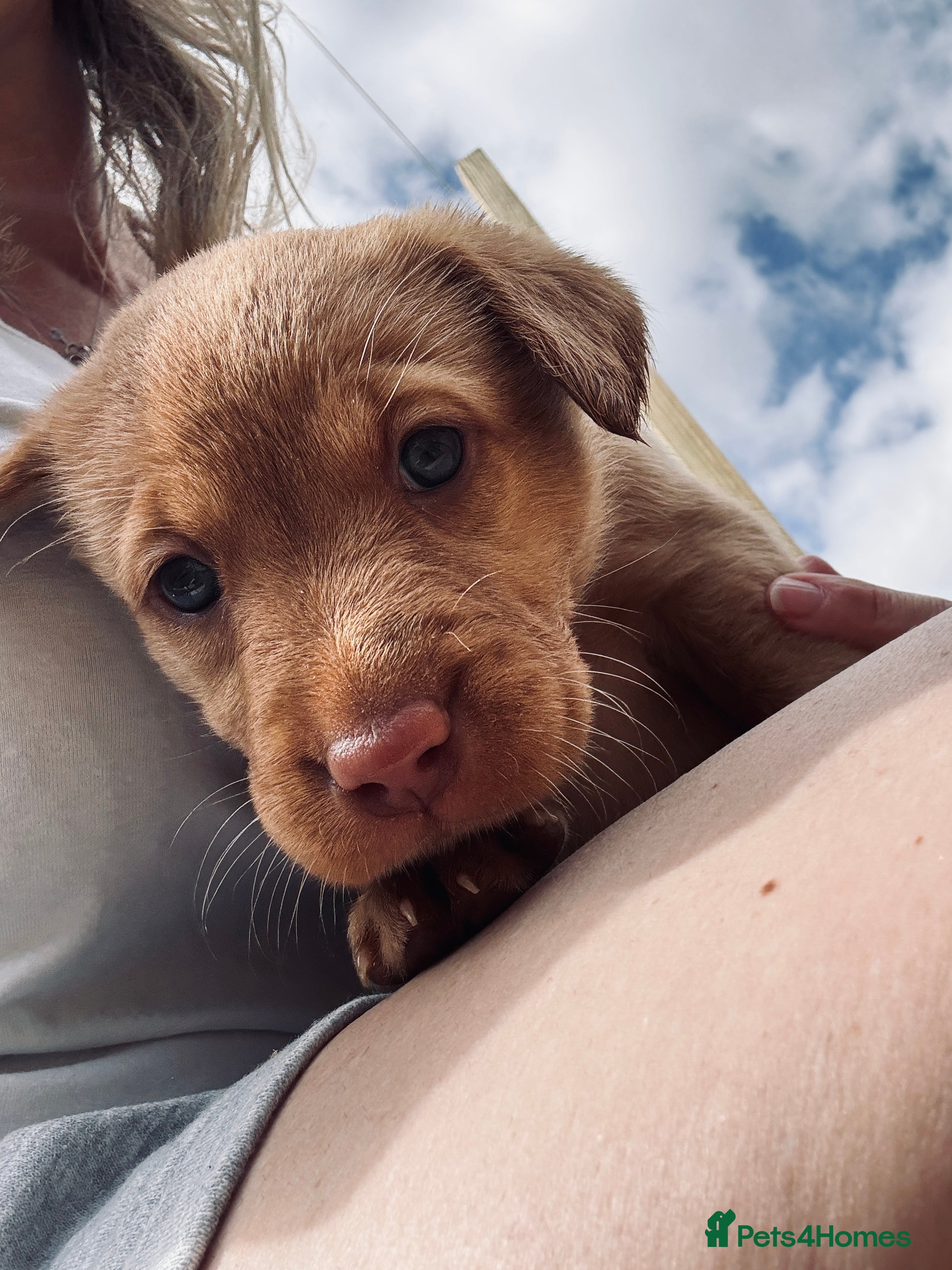 Labrador Retriever dogs KC registered Fox Red Labrador Puppies - Advert 2