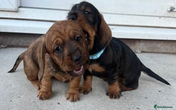 Dachshund dogs for sale: Wire Haired Teckels - Image 6