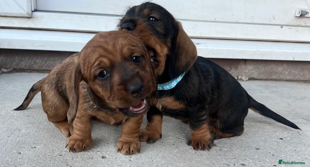 Dachshund dogs for sale: Wire Haired Teckels - Image 6