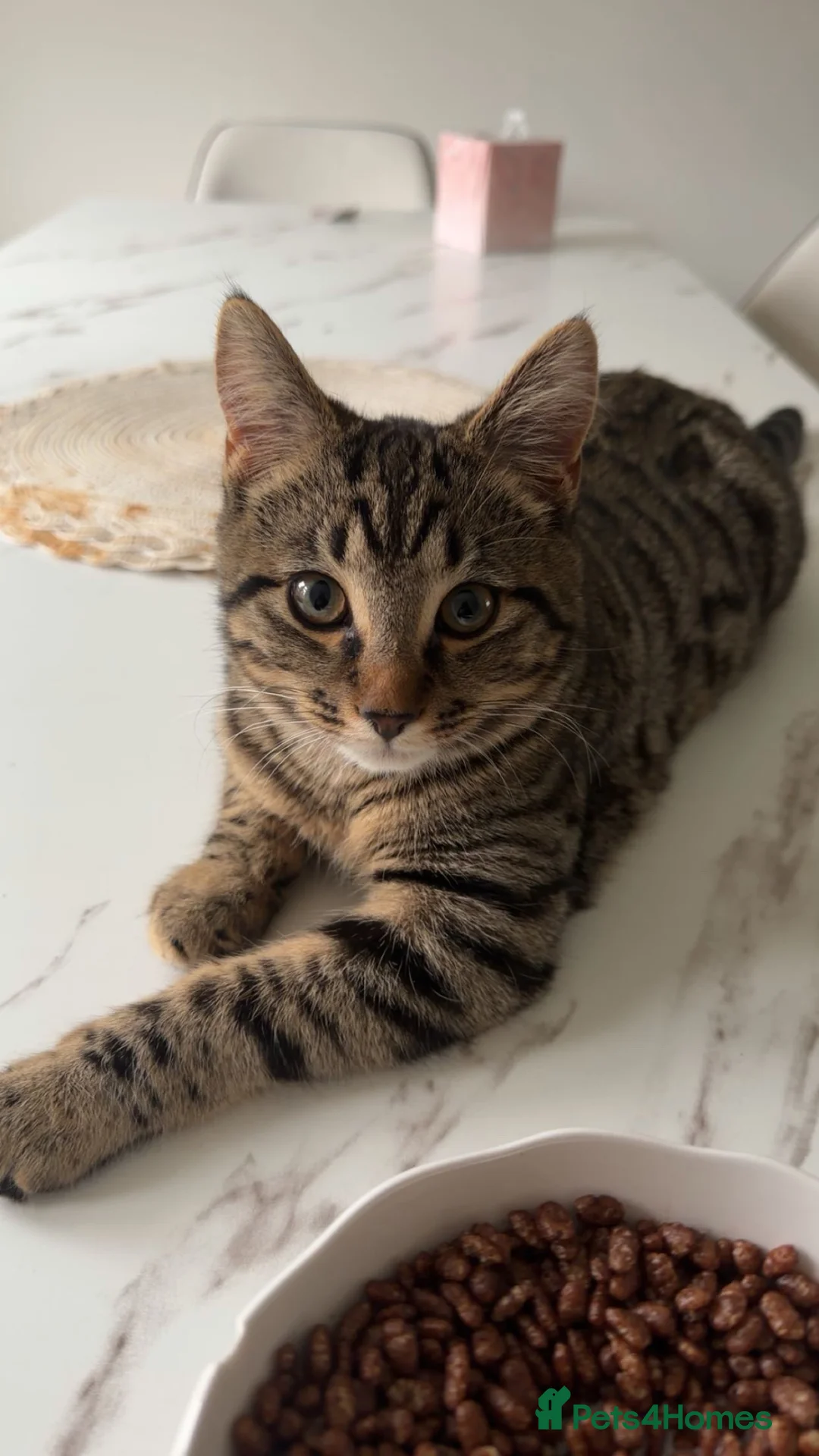 Domestic Shorthair cats for sale: Domestic short hair cat for sale.  in Brierley Hill - Advert 2