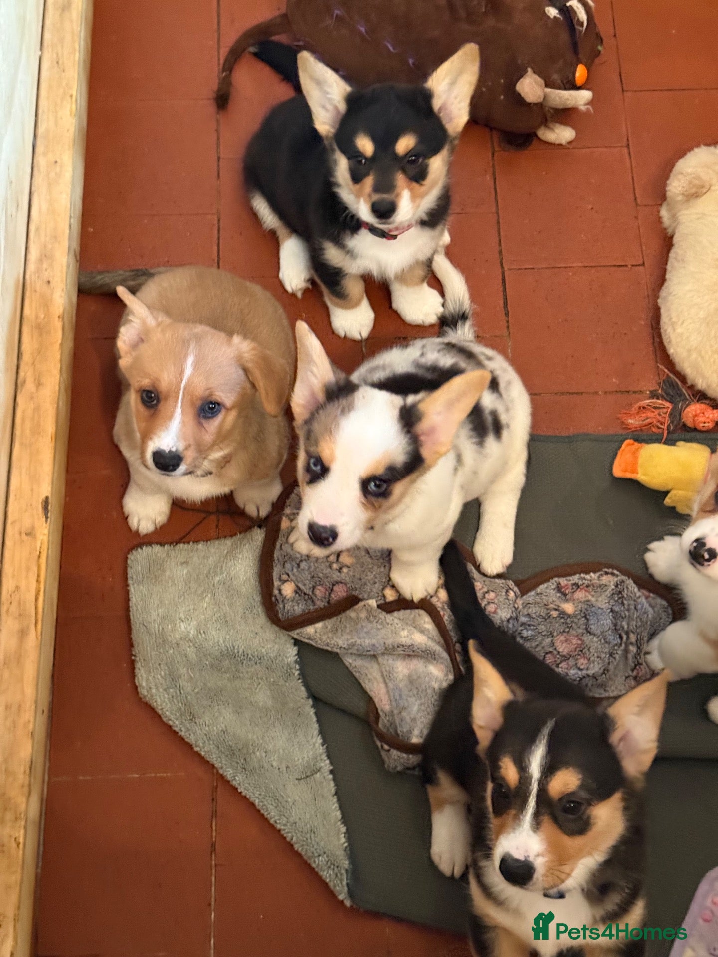 Welsh Corgi Cardigan dogs 🐶 4 pups left 🐶 Cardigan Corgi puppies 🐾 - Advert 15