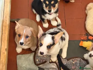 Welsh Corgi Cardigan dogs 🐶 4 pups left 🐶 Cardigan Corgi puppies 🐾 - Advert 15