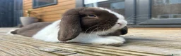 Mini Lop rabbits for sale: beautiful friendly mini lops  - Advert 7