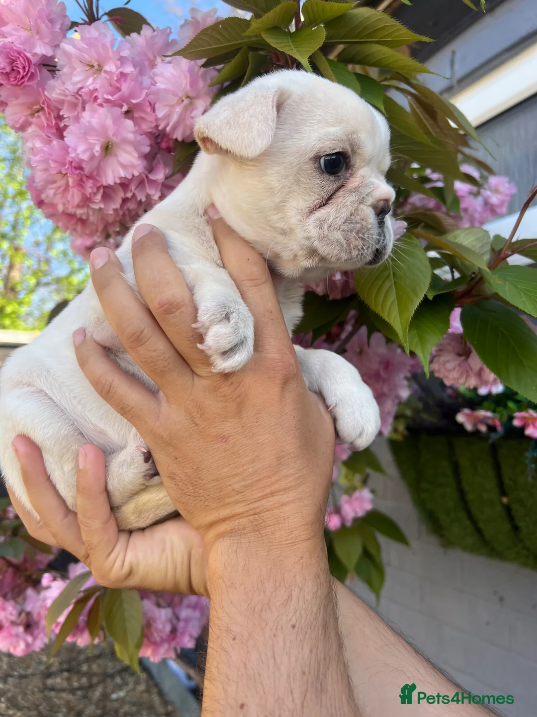 French Bulldog dogs for sale: French bulldog puppy’s  - Advert 2