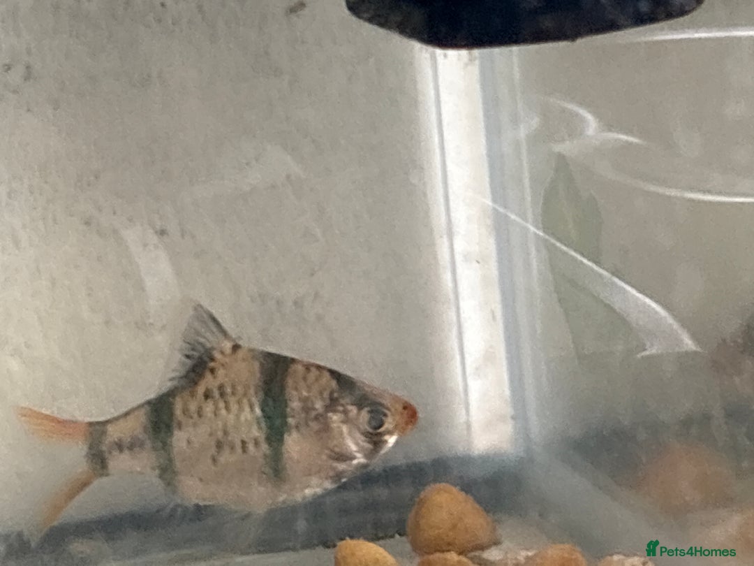 Goldfish fish for sale: Fish with the fish tank just take it - Image 2