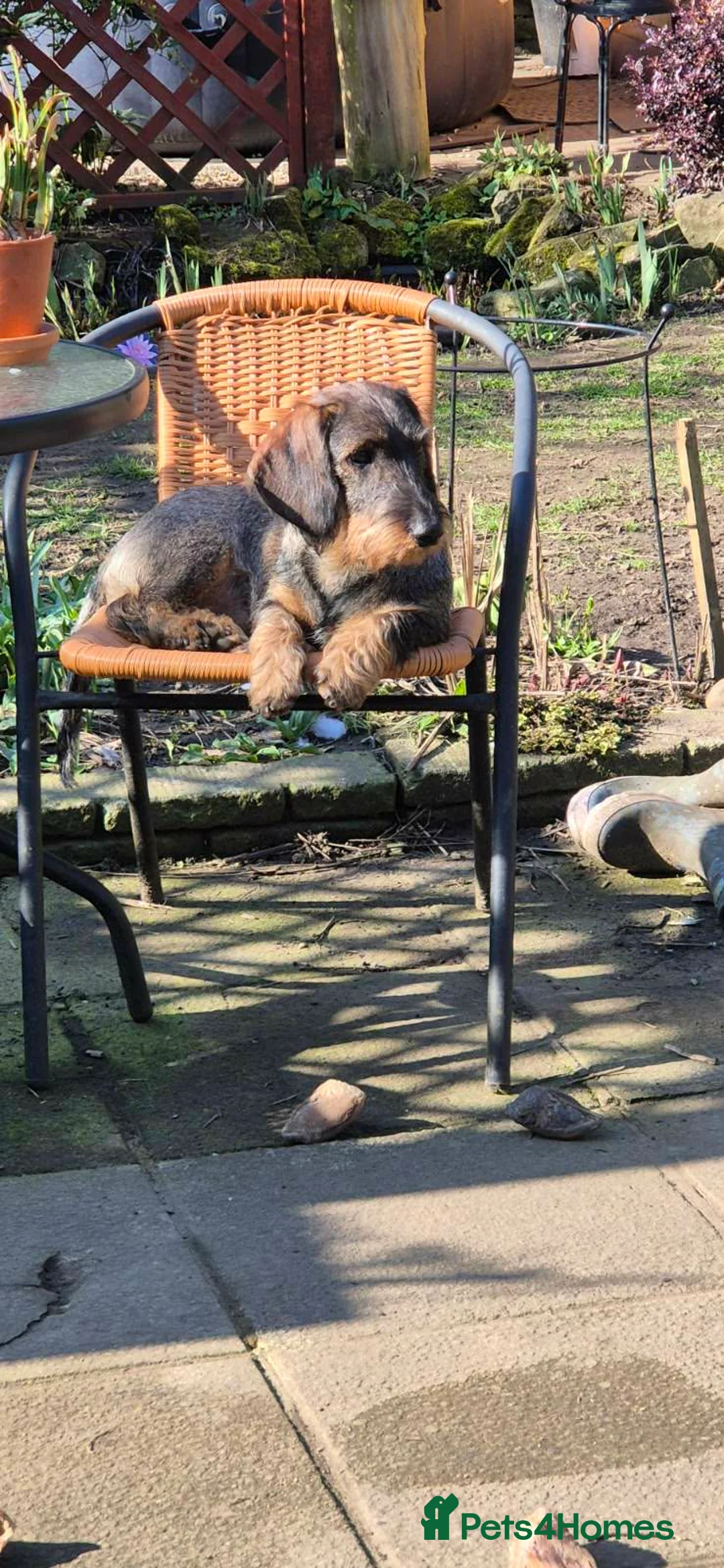 Dachshund dogs for sale: Wirehaired Dachshund puppies - Advert 2