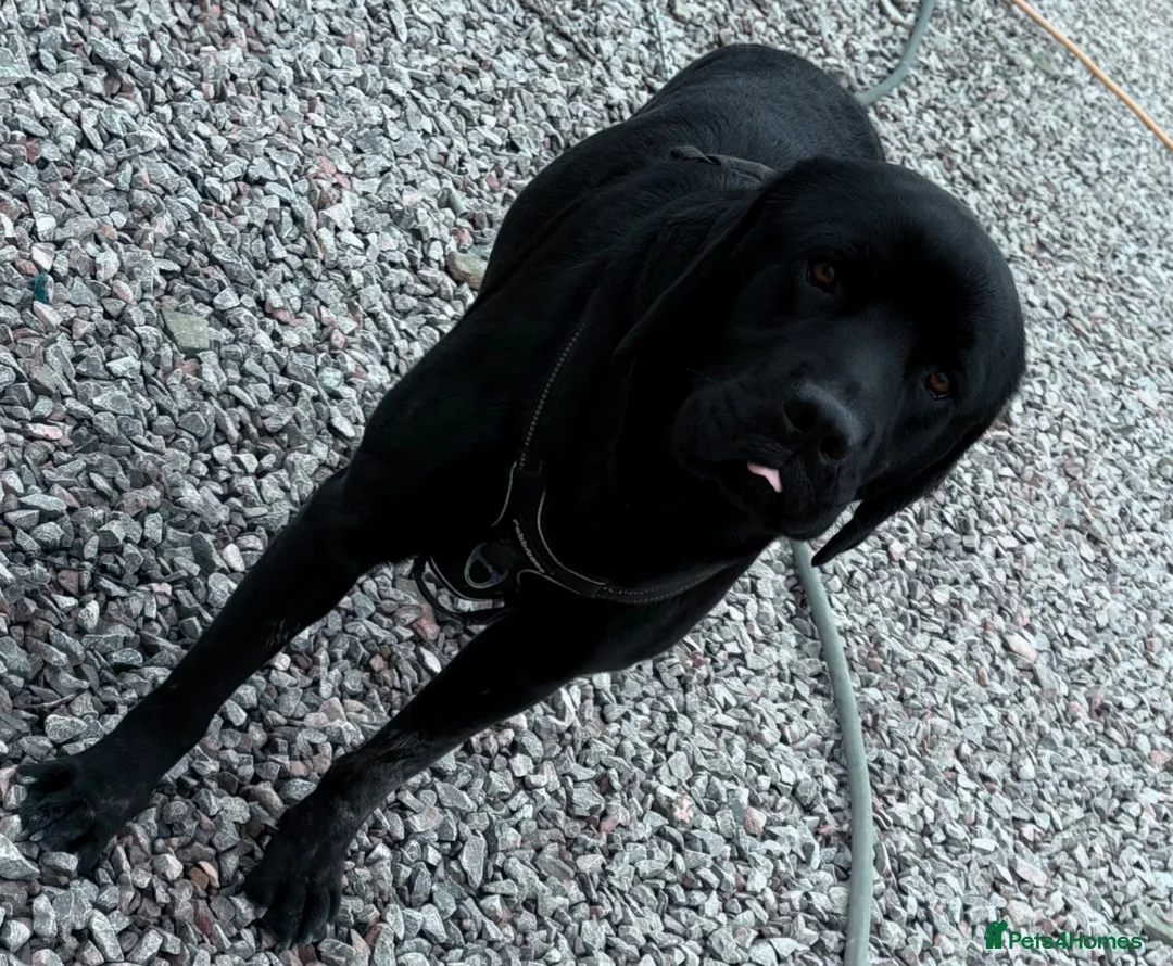Labrador Retriever dogs for sale: Beautiful Labrador Retriever  - Advert 1