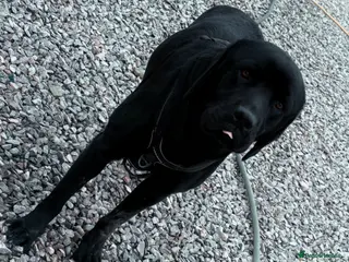 Labrador Retriever dogs Beautiful Labrador Retriever - Advert 2