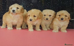 Maltipoo dogs for sale: Quality Champion Apricot Teddy toy Maltipoo's 🧸 - Image 19