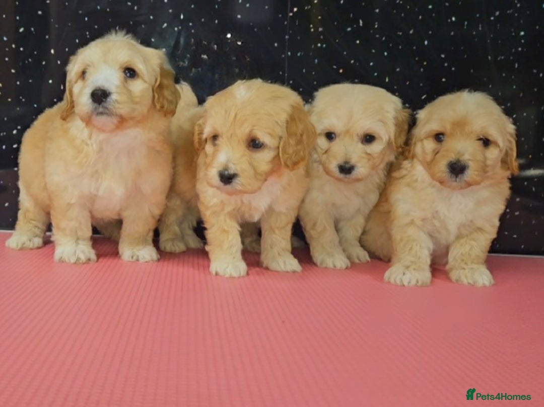 Maltipoo dogs for sale: Quality Champion Apricot Teddy toy Maltipoo's 🧸 - Image 19