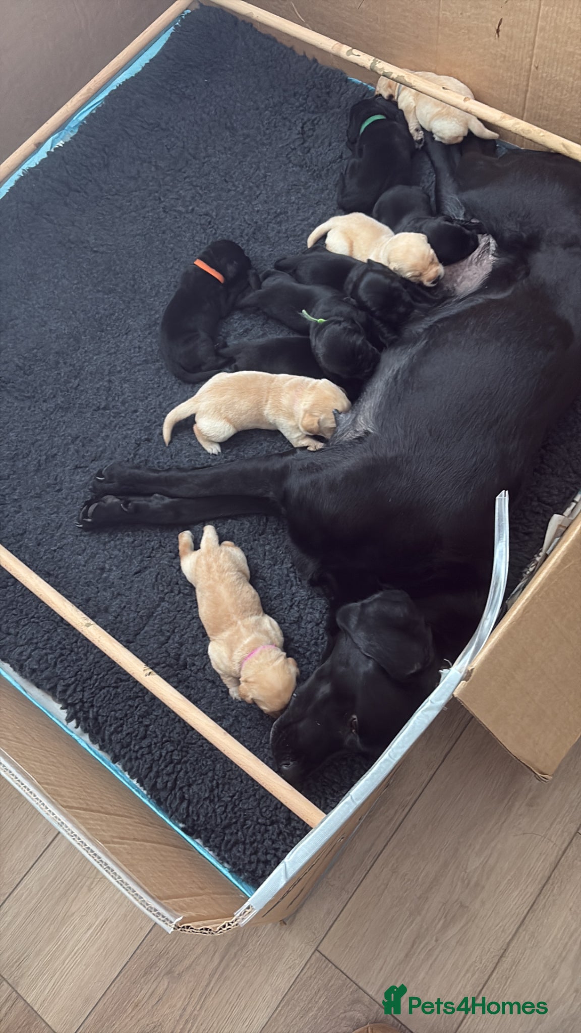 Labrador Retriever dogs Stunning Labrador Retriever Pups ready 9/5/26 - Advert 1