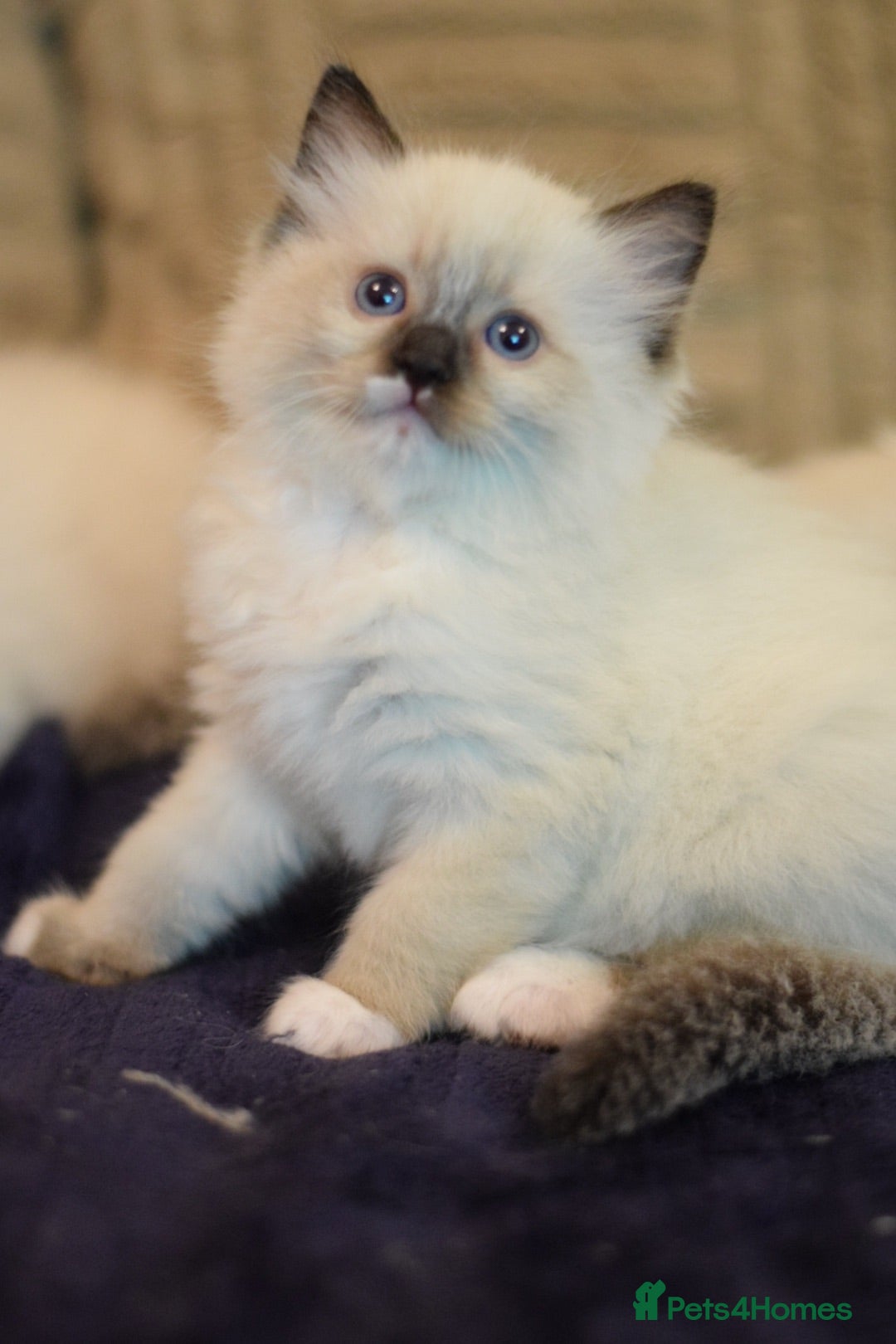 Ragdoll cats Beautiful Ragdoll kittens  - Advert 7