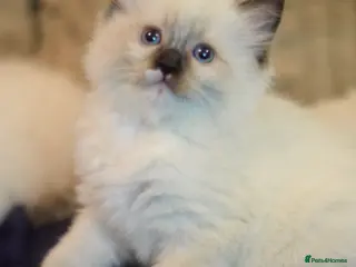 Ragdoll cats Beautiful Ragdoll kittens - Advert 7