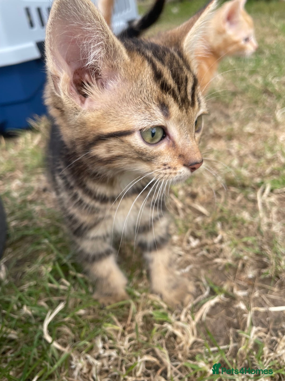 Mixed Breed cats for sale: 4 loving kittens for sale  - Image 7