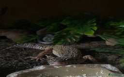 Leopard Gecko reptiles for sale: Leopard Gecko for sale with full set up. - Advert 3