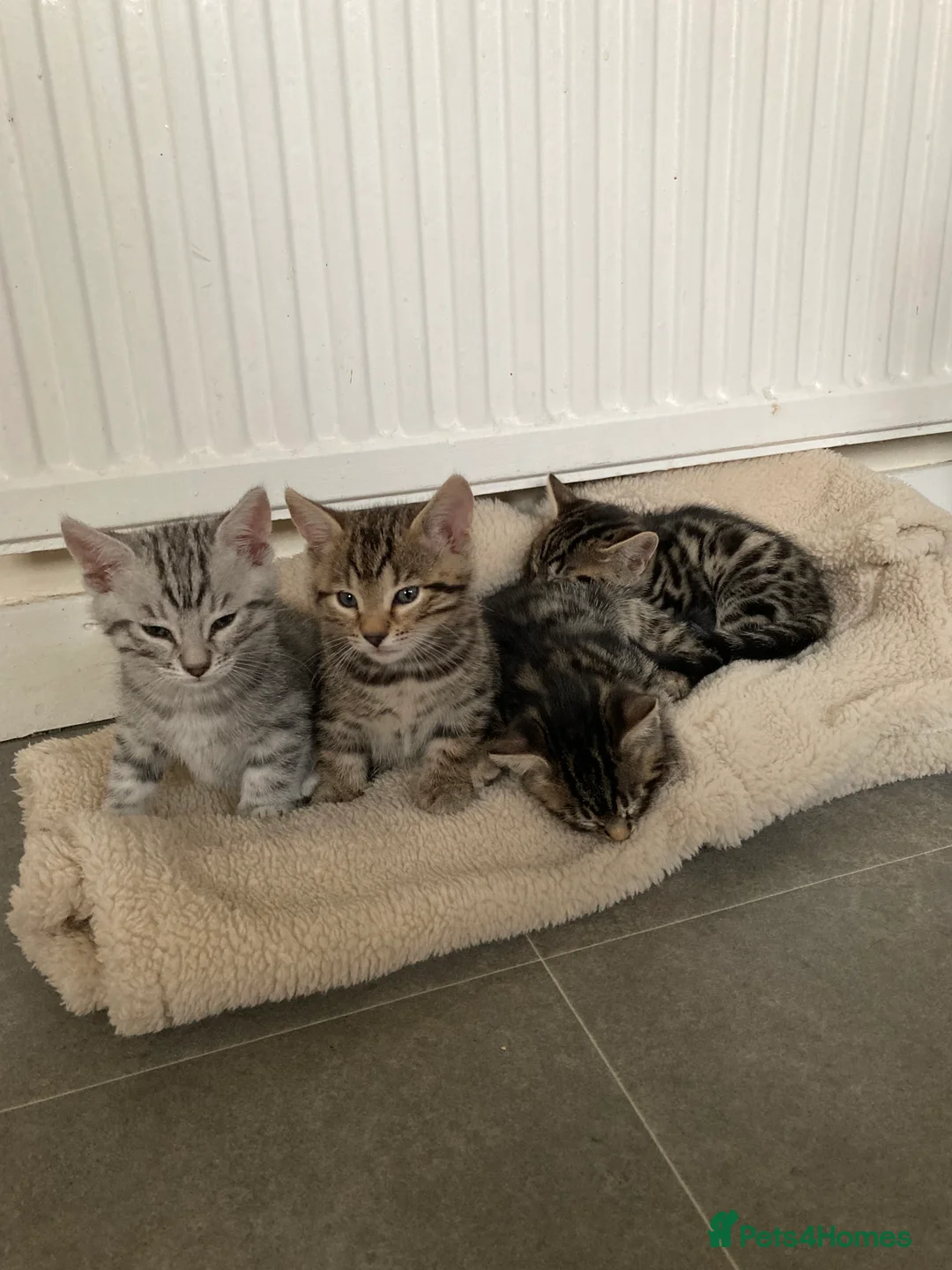 Mixed Breed cats for sale: Bengal cross  - Advert 1