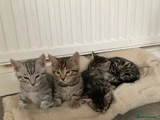 Mixed Breed cats Bengal cross - Advert 1