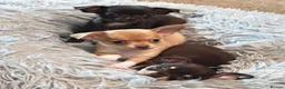 Chihuahua dogs for sale: Beautiful Chihuahua Puppies – Ready 20 November in Kenilworth - Advert 3