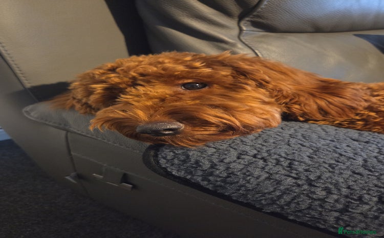 Cockapoo dogs - Advert 1