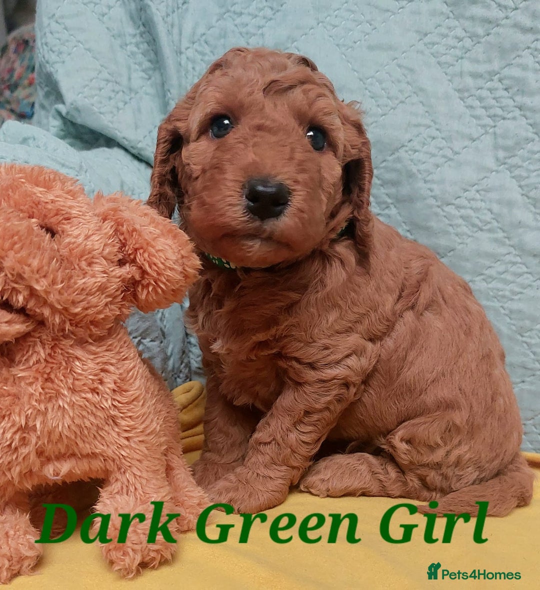 Cockapoo dogs for sale: Happy healthy cockapoo pups F1B DNA tested parents - Advert 7