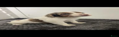 Cockapoo 3