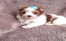 Yorkshire Terrier dogs for sale: Very Beautiful puppies, pure yorkshire terriers  - Advert 12