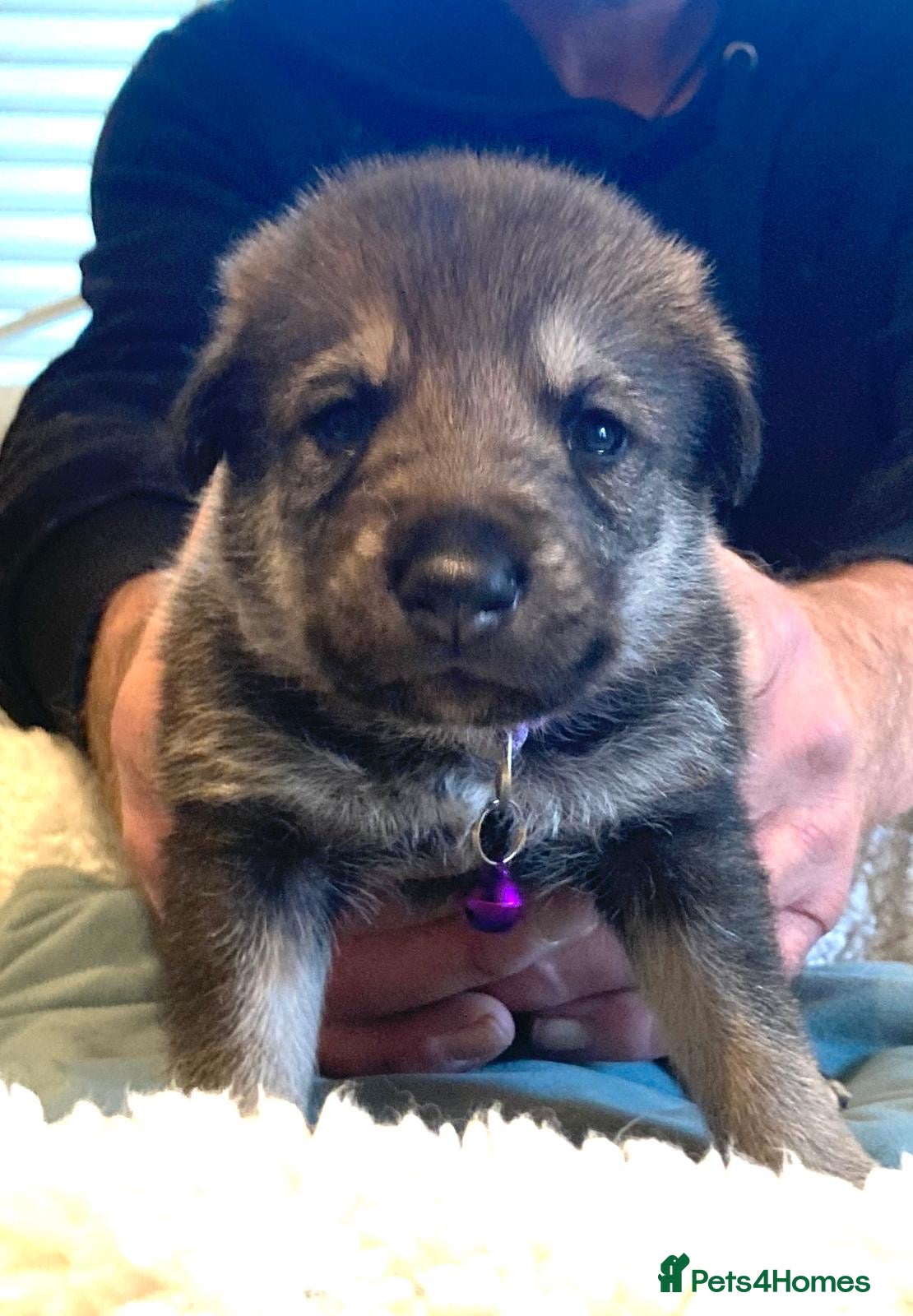 Northern Inuit dogs Gorgeous Wolfalike Puppies Seeking Forever Homes  - Advert 2