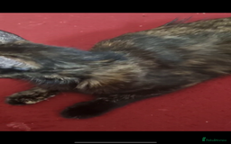 Mixed Breed cats for sale: 5 sweet and cute mixed breed n british short hair  - Image 5