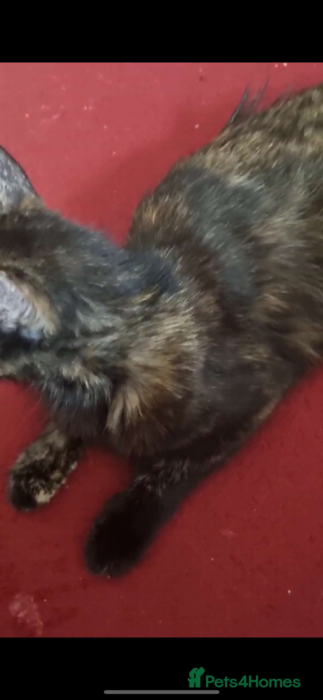 Mixed Breed cats for sale: 5 sweet and cute mixed breed n british short hair  - Image 5