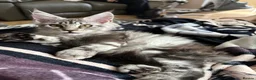 Maine Coon cats for sale: Beautiful Maine Coon Girl - Advert 5