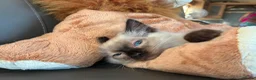 Ragdoll cats for sale: GCCF Ragdoll Kittens in Chichester - Advert 5
