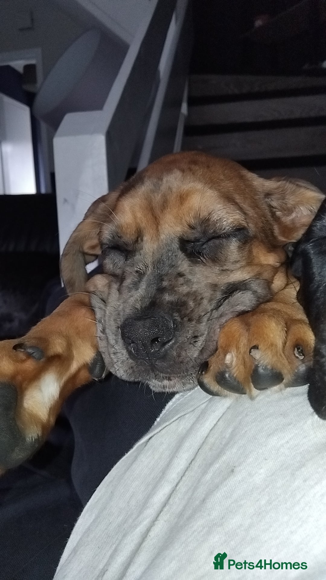Cane Corso dogs for sale: Cane Corso  - Image 12
