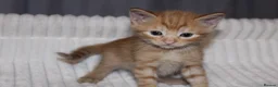 British Shorthair cats for sale: Stunning british short hair kittens 🐱  - Advert 30