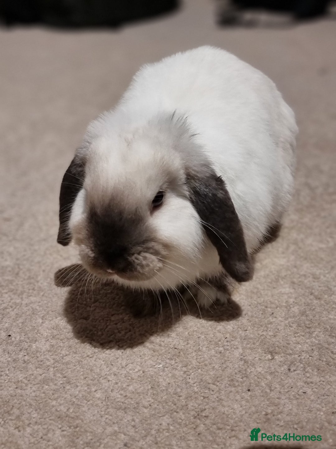 Mini Lop rabbits for sale: Beautiful friendly male mini lop - Advert 9