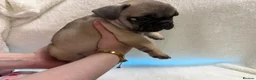 French Bulldog dogs for sale: 🐶French Bulldog Puppies For Sale – Ready Soon🐶 - Advert 16