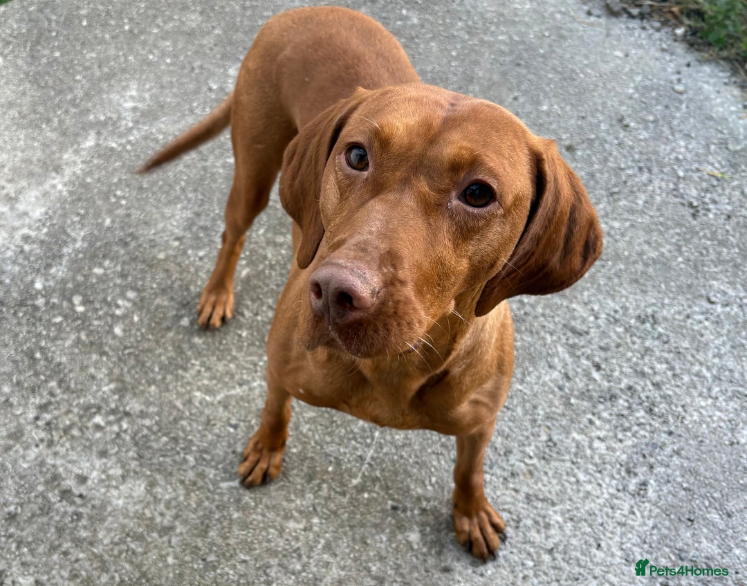 Hungarian Vizsla dogs for sale: Hungarian Viszla girl - Image 1