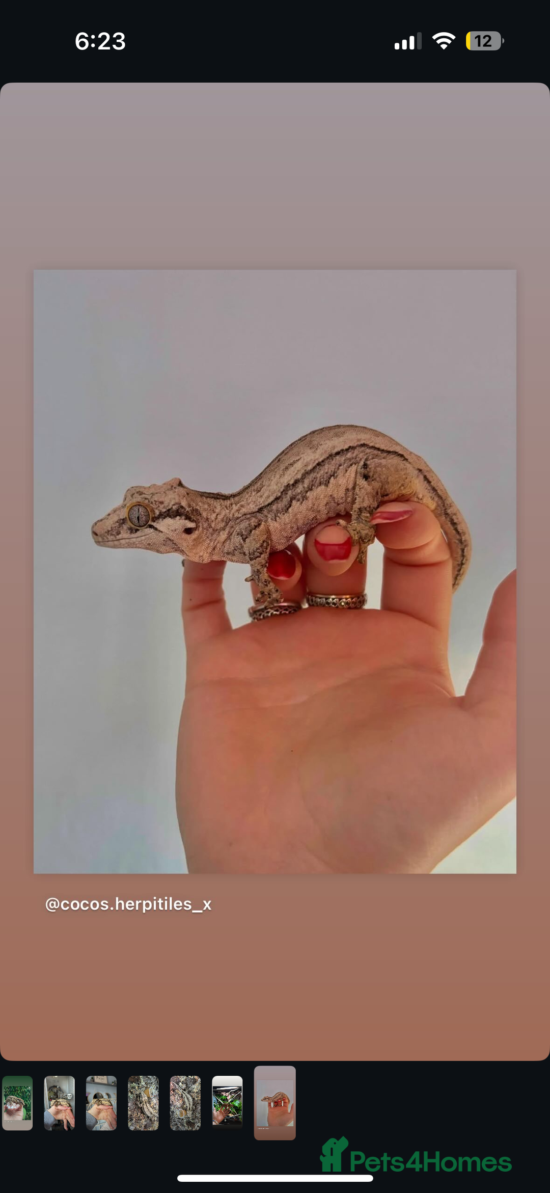 Gecko reptiles for sale: Female gargoyle gecko  - Image 1