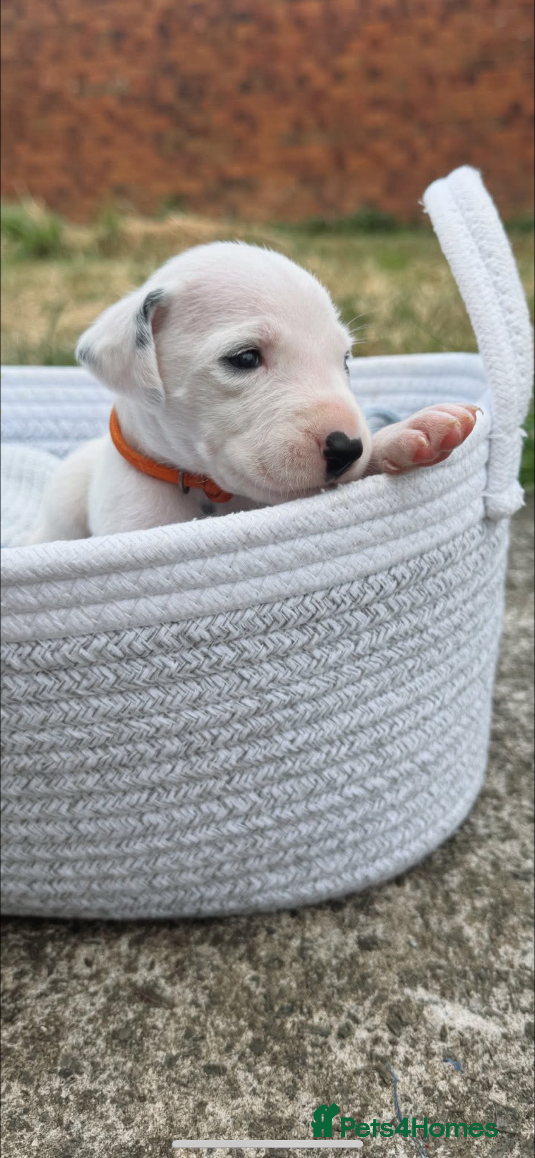 Dalmatian dogs for sale: Dalmatian puppies  - Image 2