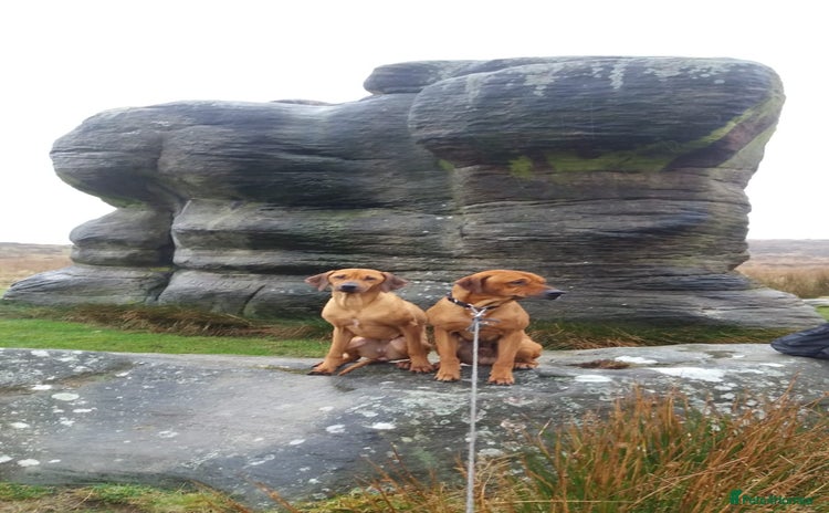 Rhodesian Ridgeback dogs - Advert 1