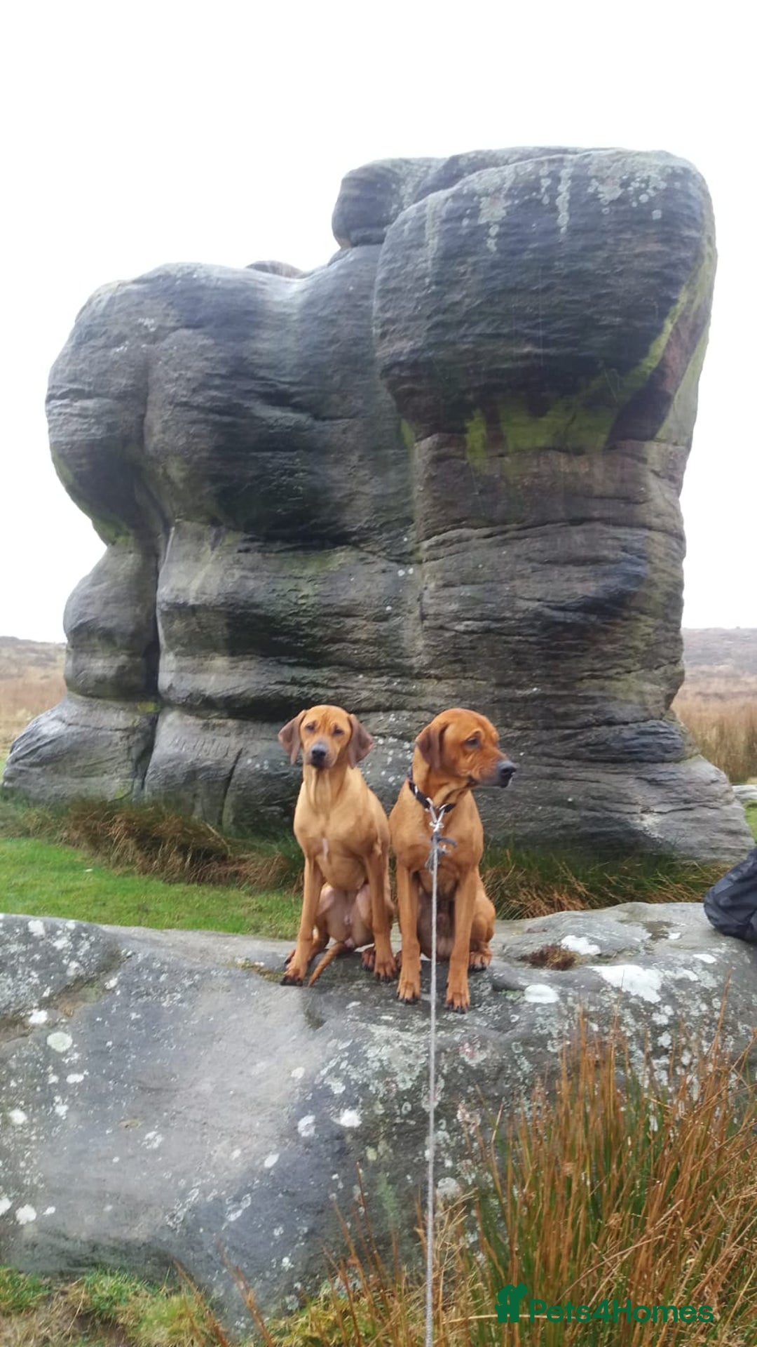 Rhodesian Ridgeback dogs for sale: 🦁KC RHODESIAN RIDGEBACKS PUPPIES🦁  - Image 1