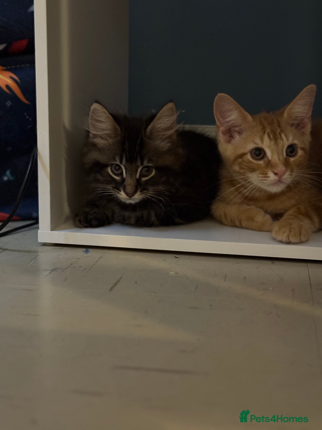 British Shorthair cats for sale: ⭐️TWO gorgeous males kittens ⭐️  - Image 1