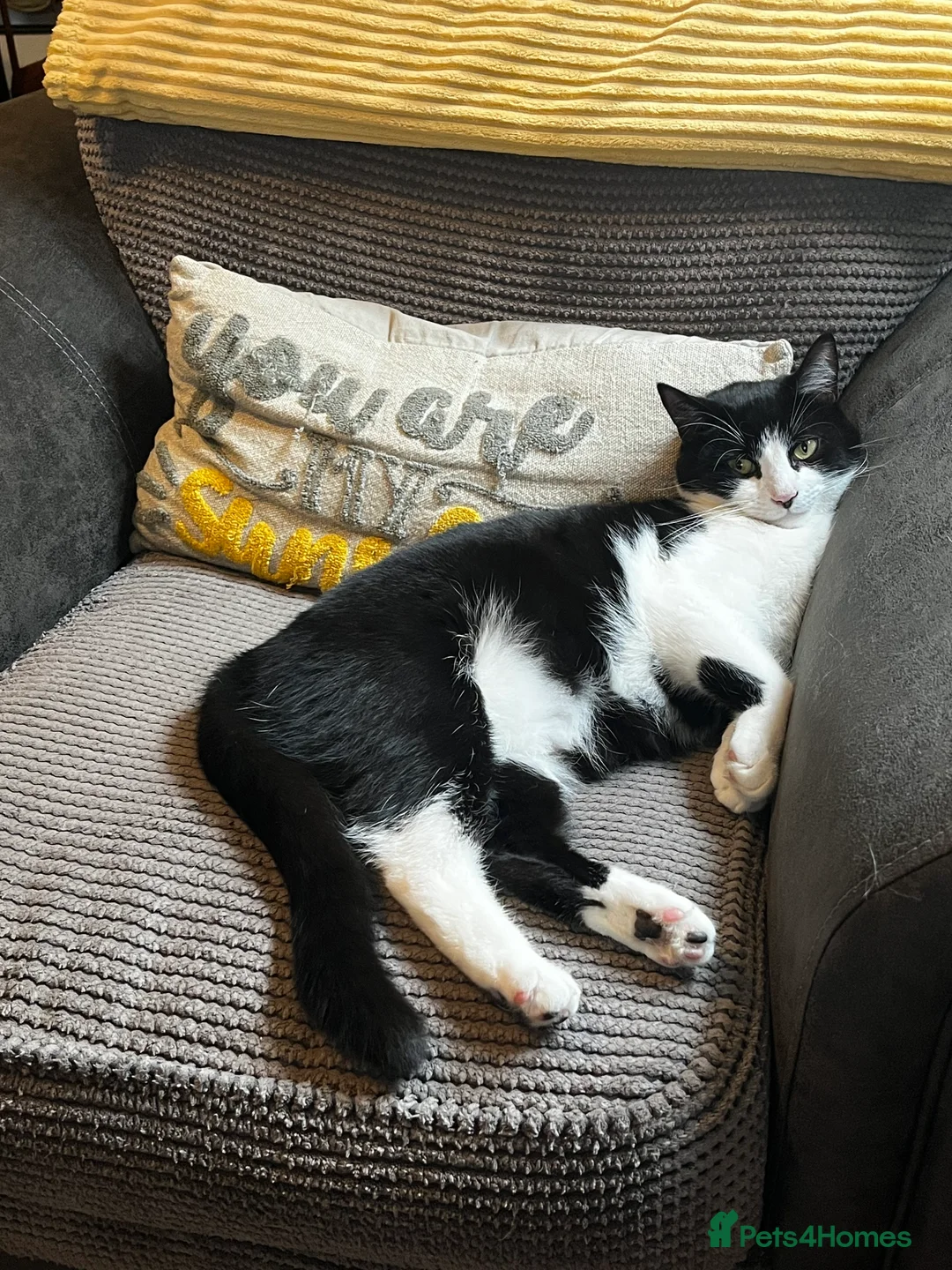 Mixed Breed cats for sale: Re-homing Mr Leo - Advert 1